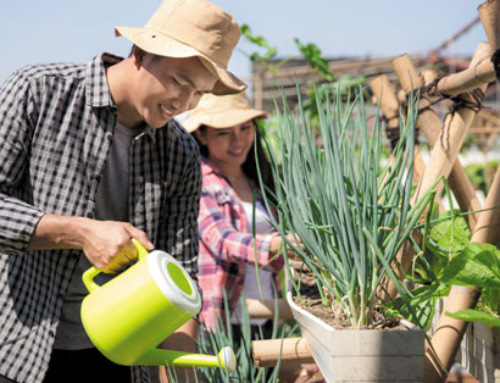 How Plantitos, Plantitas Can Help Save Philippine Agriculture